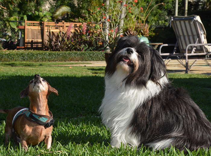 Pet Boarding in Lake Worth Florida