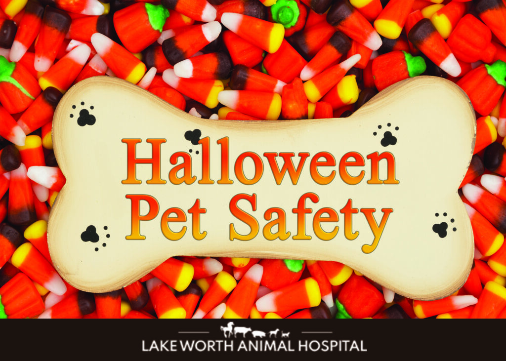 Lake Worth Animal Hospital - Halloween Pet Safety