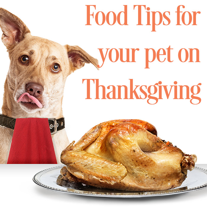 Thanksgiving food tips from Lake Worth Animal Hospital