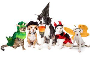 Halloween Safety Tips from Lake Worth Animal Hospital