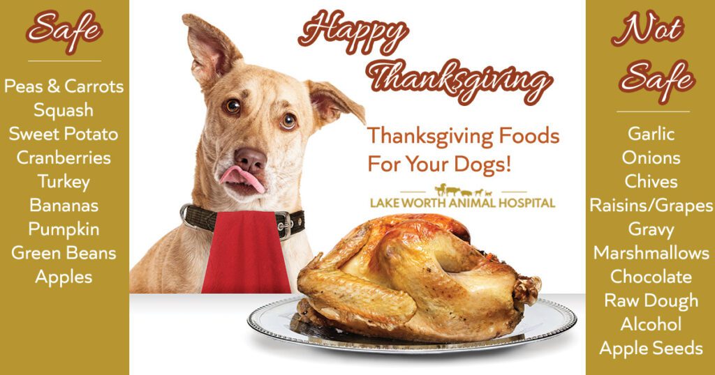 Thanksgiving food tips for dogs