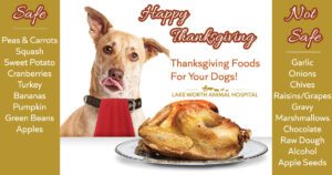 Thanksgiving food tips for dogs