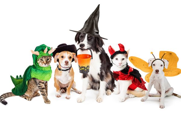 Halloween Safety Tips from Lake Worth Animal Hospital