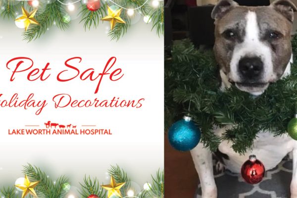 Pet Safe Holiday Decorating Tips