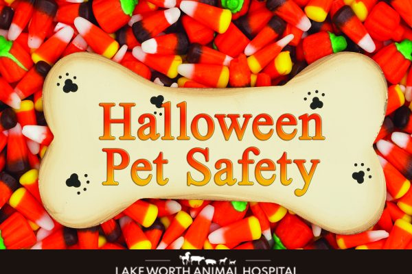 Lake Worth Animal Hospital - Halloween Pet Safety