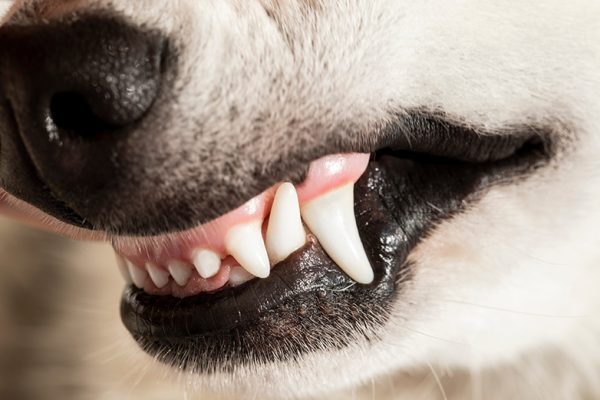 Pet Dental Care at Lake Worth Animal Hospital