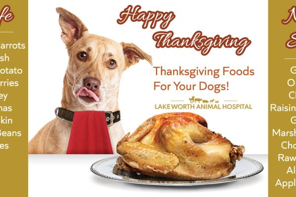 Thanksgiving food tips for dogs