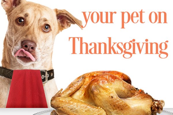 Thanksgiving food tips from Lake Worth Animal Hospital